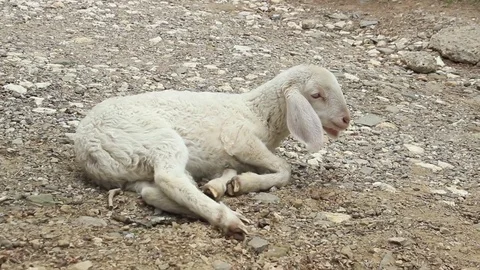 Lamb and the pastor Stock Footage 74801734