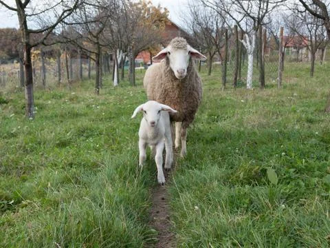 Lamb and sheep Stock Photos