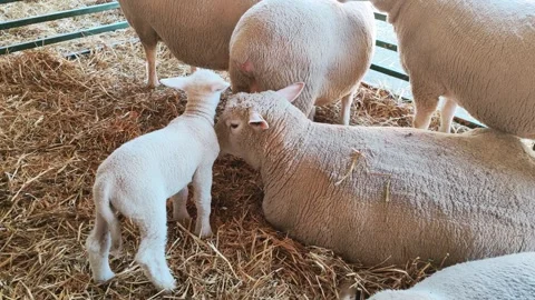 Lamb and sheeps Stock Footage 275734514