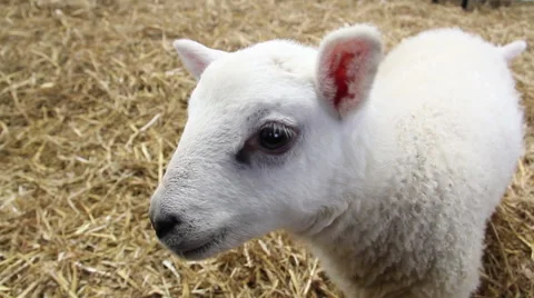 Lamb in barn Stock Footage 47857182