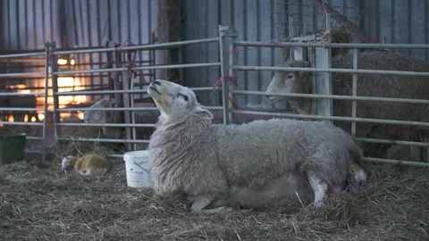 A lamb being born Stock Footage 98699008