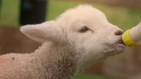 Lamb being bottle fed milk Video stock 207896252