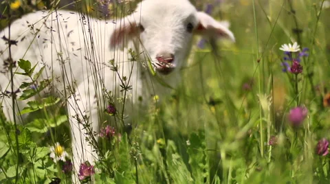 Lamb between flowers Vidéo 47051203