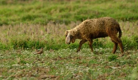 Lamb with bird Stock-Fotos