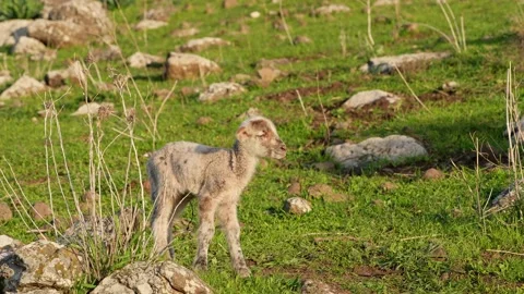 Lamb bleat in the Golan Heights Vídeos de archivo 179529806
