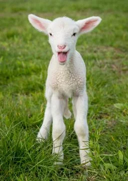 Lamb bleating Stock Photos