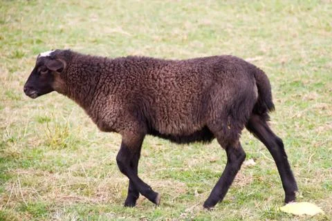 Lamb with brown wool Stock Photos
