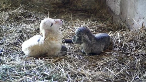 Lamb cannot stand after birth Vídeos de archivo 134876243