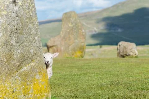 Lamb at Castlerigg Stone Circle Stock Photos