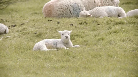 LAMB CHEWING CUD 4K Stock Footage 127766533