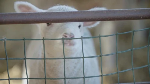 Lamb chewing on fence Stock Footage 98698519