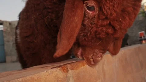 Lamb with colic, teeth grinding, biting objects, red conjunctiva, veterinary Stock Footage 317983535