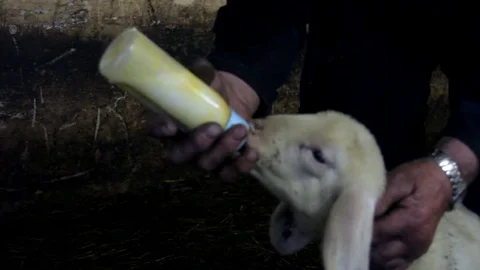 Lamb drinking from feeding bottle Stock Footage 77020378