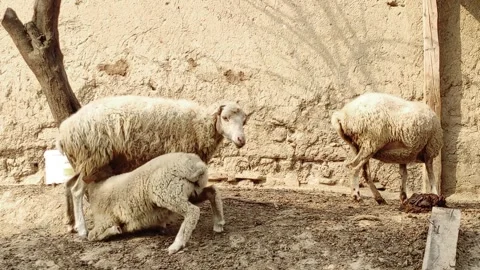 Lamb drinking milk from mother sheep Stock Footage 258666543