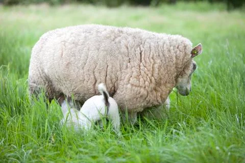 Lamb drinks from ewe in long grass of meadow Foto stock