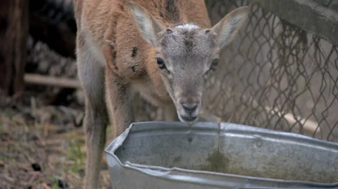 The lamb drinks water from trough Stock Footage 51794177