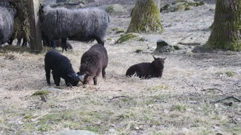 Lamb Eating and Resting Next to Parent Sheep, Feeding Station in Pasture Stock Footage 239746899