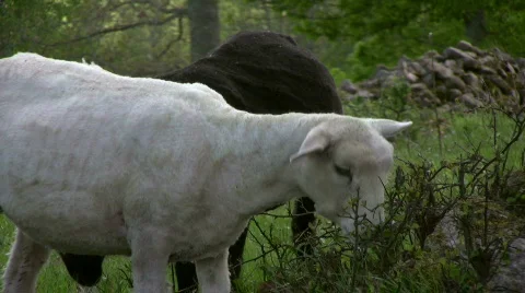 Lamb eating branch Stock Footage 474819