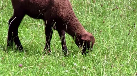 Lamb eating Stock Footage 11288412