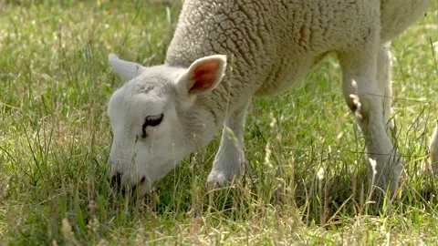 Lamb eating Stock Footage 142200617