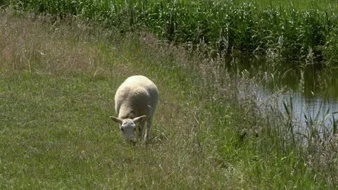 Lamb eating Stock Footage 142581951
