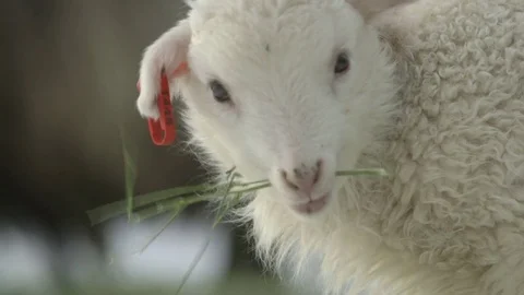 Lamb eating grass in the field Stock Footage 83865022