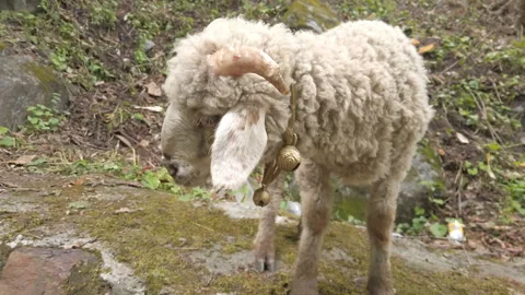 Lamb eating grass at mountain Vídeo Stock 196555670