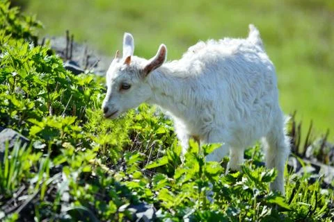 Lamb eating grass Stock Photos