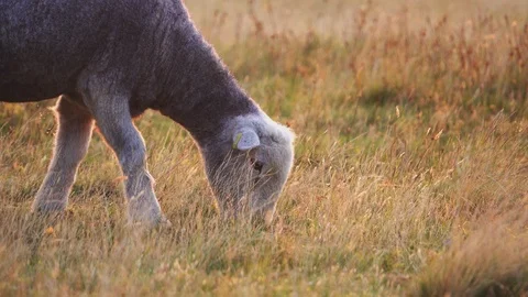 Lamb eating from  grassy area Stock Footage 127541802