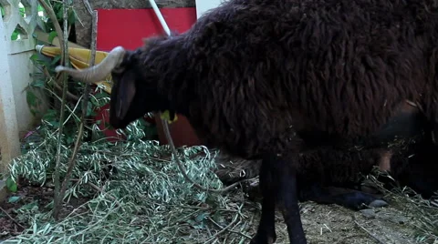 Lamb Eating Leave Vídeo Stock 67712988