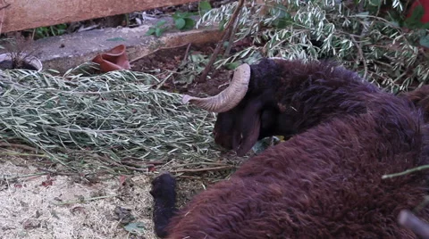 Lamb Eating Olive 2 Vídeo Stock 67715745