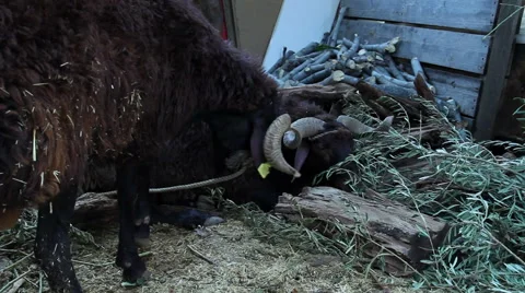 Lamb Eating Olive Vídeos de archivo 67685134