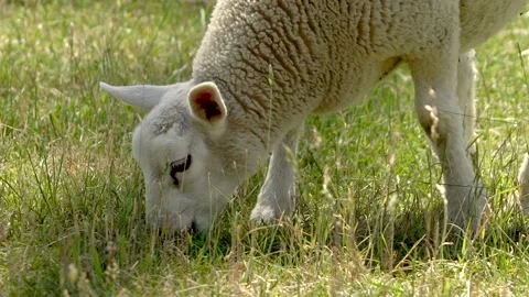 Lamb eating slow-motion Stock Footage 142200633