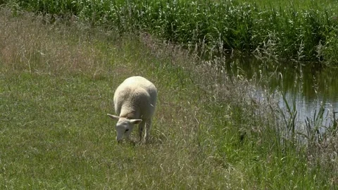 Lamb eating slow motion Stock Footage 142581916