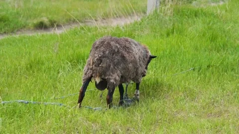 The lamb eats grass. A young sheep eats grass in a field. Sheep in the Stock Footage 203814810