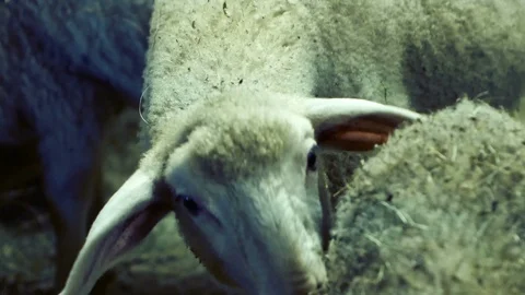 Lamb eats hay from the back of another lamb Stock Footage 87205215