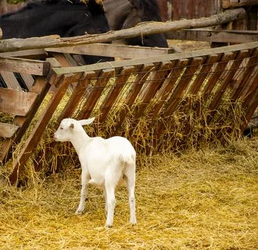 A lamb eats hay on a farm in the yard from a wooden feeder. Animal husbandry Stock Photos