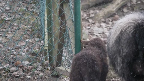 Lamb Experience First Snow, Looking Curiously Around Fence, Farm in Winter Stock Footage 219473749