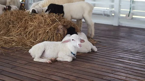 Lamb In Farm Stock Footage 46003143