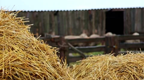 Lamb on the farm Stock Footage 51444296