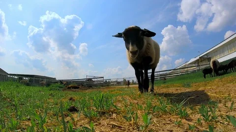 Lamb on the farm. Stock Footage