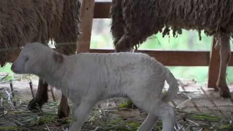 Lamb on the farm Stock Footage 249302160