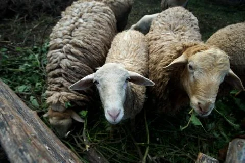 Lamb in farm Stock Photos