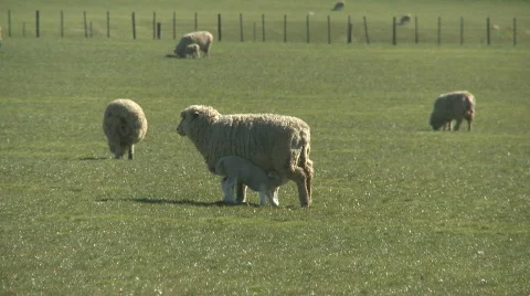 Lamb feeding Stock Footage 512896