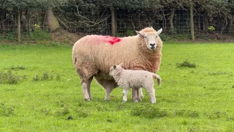 Lamb feeding from marked ewe close up Stock Footage 332024330