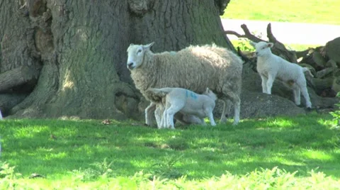 Lamb Feeding from Mother Stock Footage 8357664