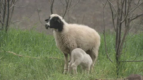 Lamb feeding from mother Stock Footage 38610474