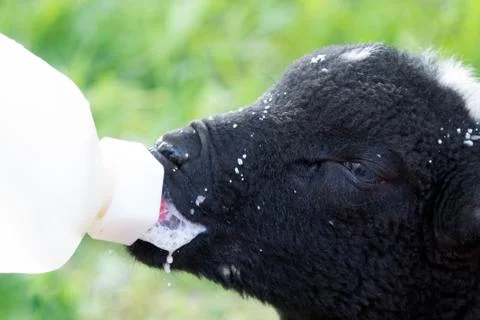 Lamb feeding Stock Photos