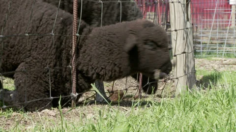 Lamb in fence Stock Footage 25600723
