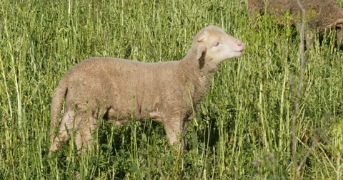 Lamb in a field Stock Footage 196981139